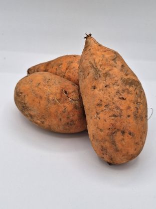 Bild von BIO - Süsskartoffel / per 1kg  