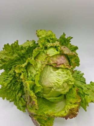 Picture of BIO -  Krauthäupl per Stk.