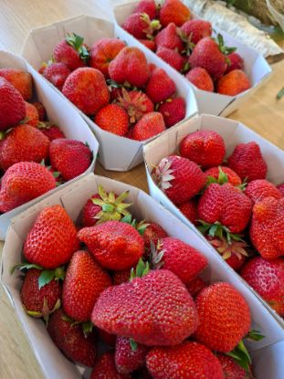 Bild von BIO -  Erdbeeren 500g Tasse