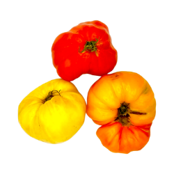 Bild von BIO - Paradeiser fleischig / kg