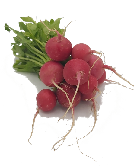 Picture of BIO -  Radieschen per Bund 