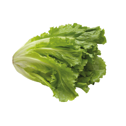 Picture of BIO - Endiviensalat per Stk